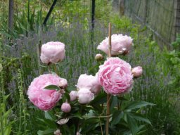 pivoine_20211127_1316899959